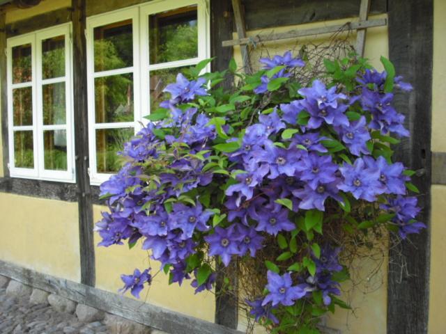 Landhaus Kiesow Suderburg Buitenkant foto